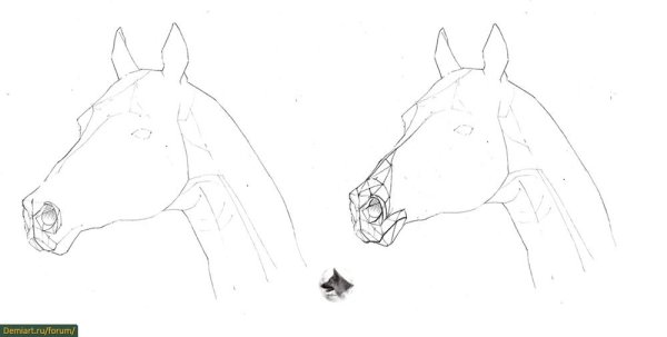 Лошадь референс анатомия