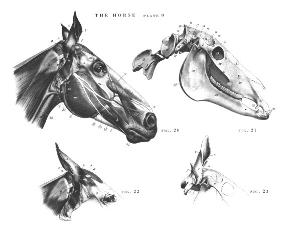 Рисование копыт