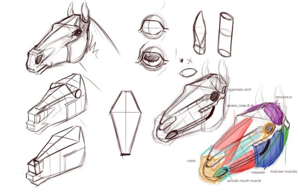 Туториал по рисованию лошади