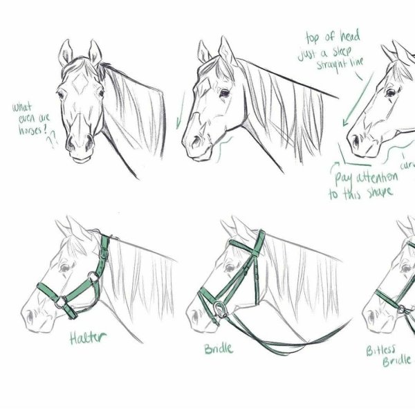Анатомия головы лошади для рисования