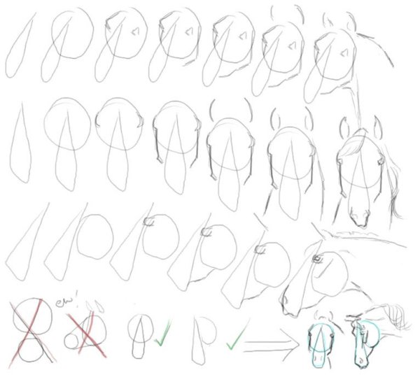 Анатомия морды лошади