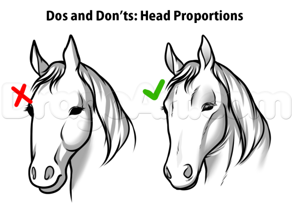 Референс ноги лошади сзади