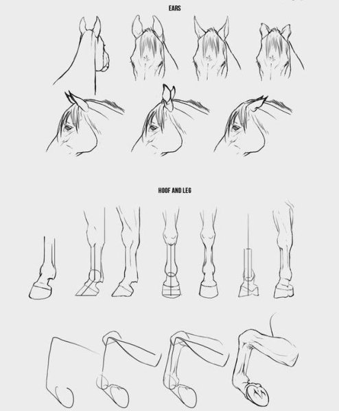 Морда коня в анфас