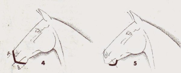 Эскиз ушек для лошади