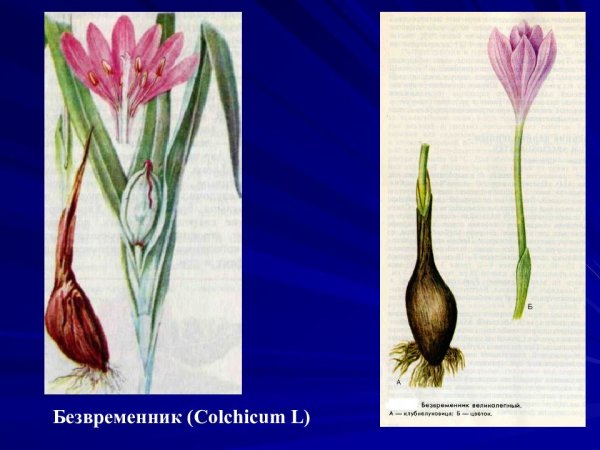 Безвременник великолепный изображение