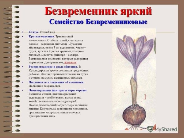 Безвременник веселый красная книга России