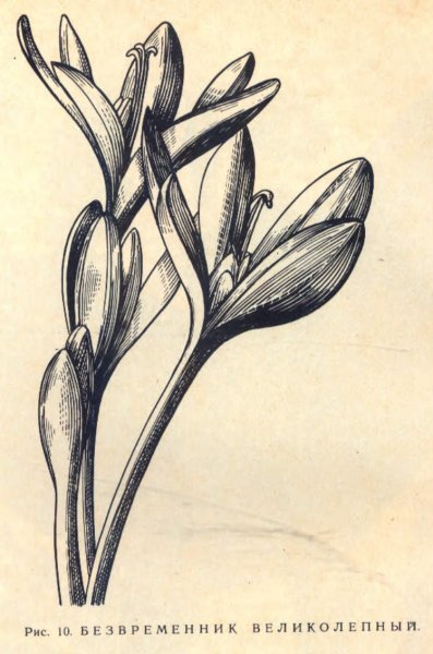 Безвременник и Шафран