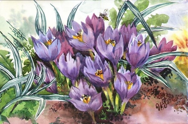 Крокусы акварелью