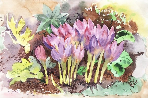 Безвременник великолепный нарисовать