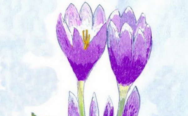 Безвременник веселый рисунок