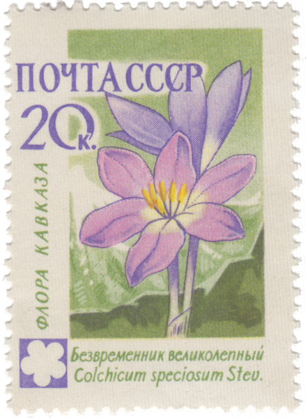 Безвременник великолепный рисунок