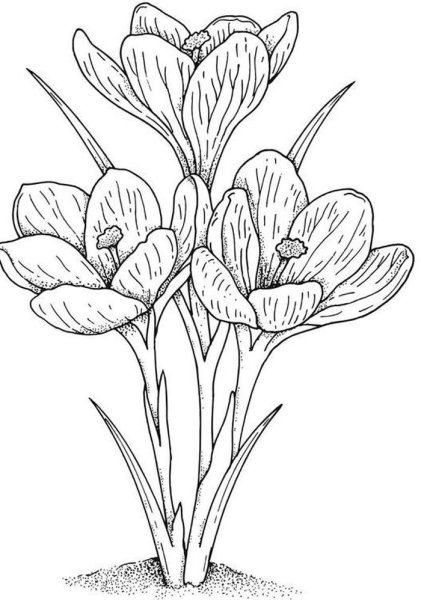 Безвременник великолепный рисунок