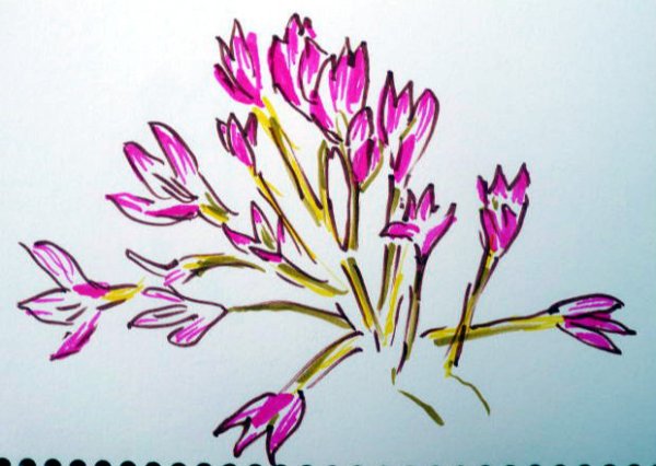 Безвременник раскраска