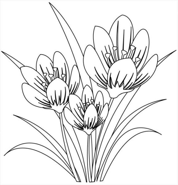 Прострел Луговой контур