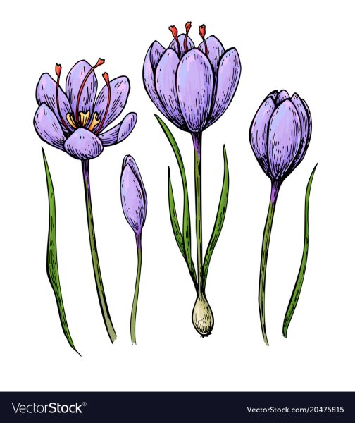 Безвременник великолепный рисунок