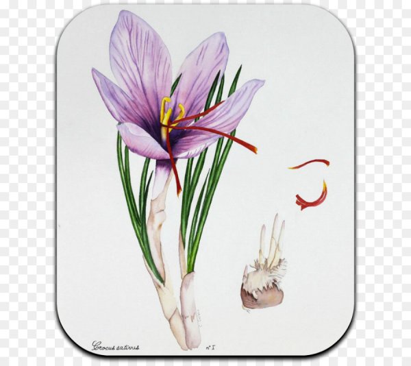 Безвременник Ботаническая иллюстрация