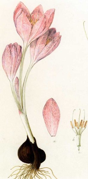 Безвременник ботаника