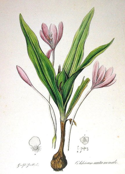 Безвременник великолепный гербарий