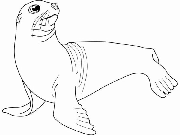 Тюлень раскраска