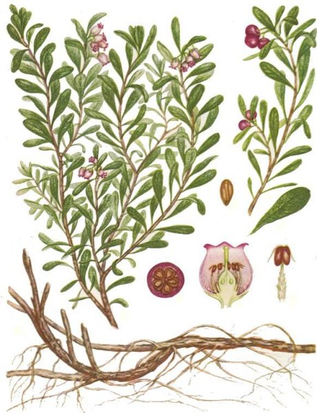 Толокнянка обыкновенная Фармакогнозия