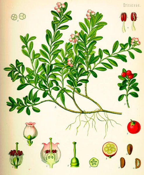 Толокнянка и брусника