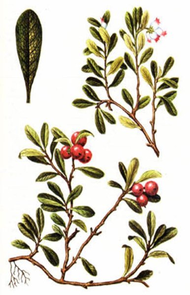 Толокнянка обыкновенная Фармакогнозия