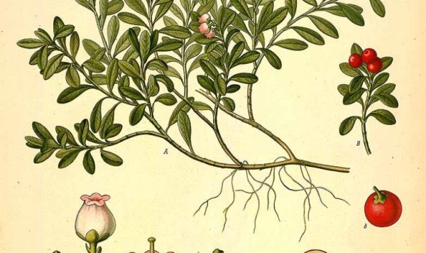 Толокнянка обыкновенная атлас