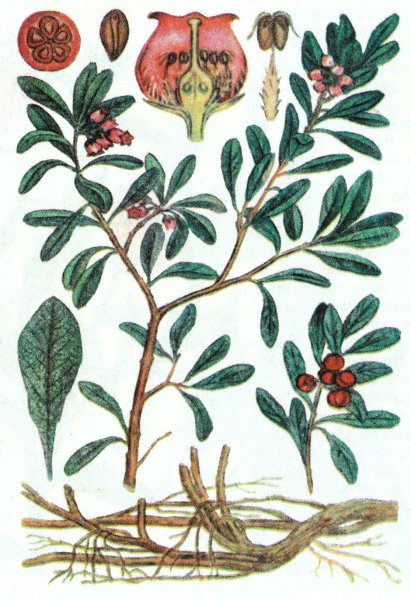 Толокнянки обыкновенной листья ГФ