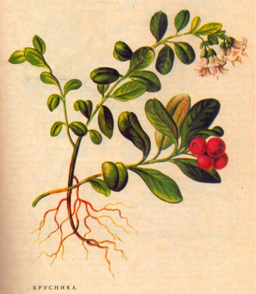Брусника обыкновенная Фармакогнозия
