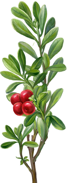 Брусника обыкновенная Фармакогнозия