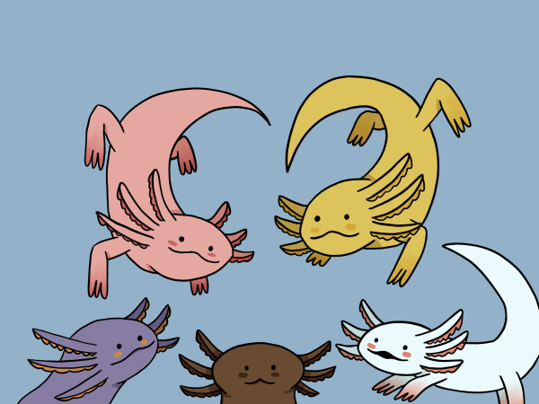 Аксолотль майнкрафт