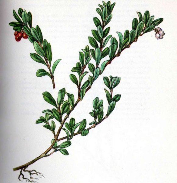 Листья толокнянки обыкновенной