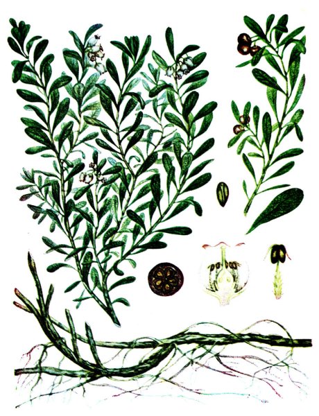 Толокнянка обыкновенная рисунок