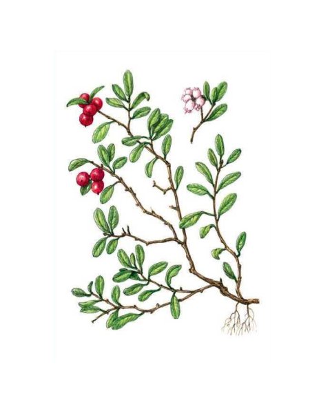 Толокнянка чёрная