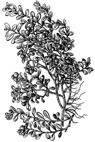 Брусника ЛРС