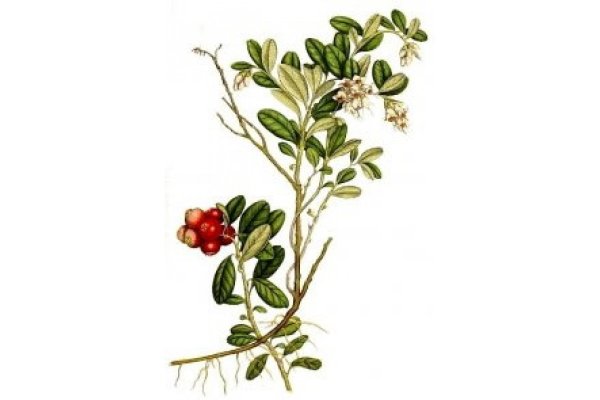 Брусника обыкновенная Фармакогнозия