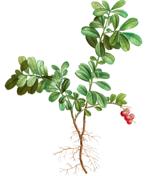 Толокнянка обыкновенная черно белый