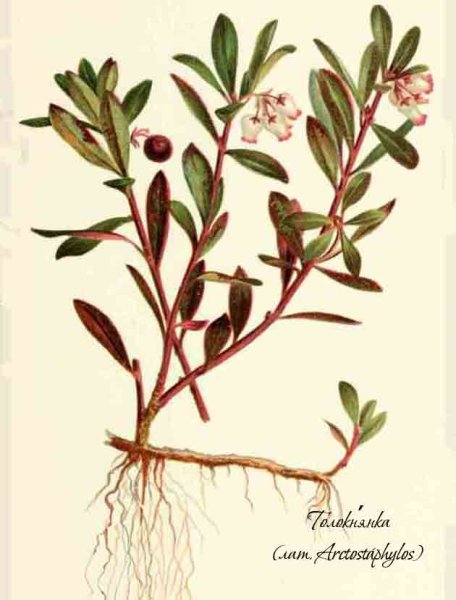 Брусника обыкновенная ЛРС