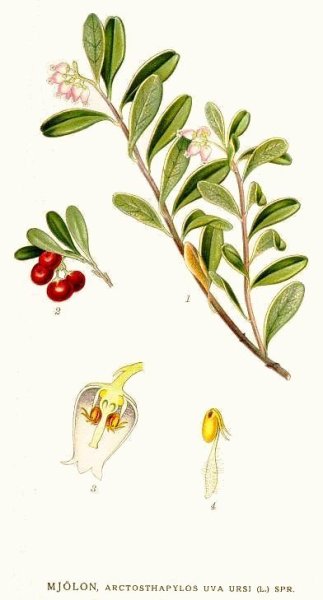 Брусника обыкновенная Фармакогнозия