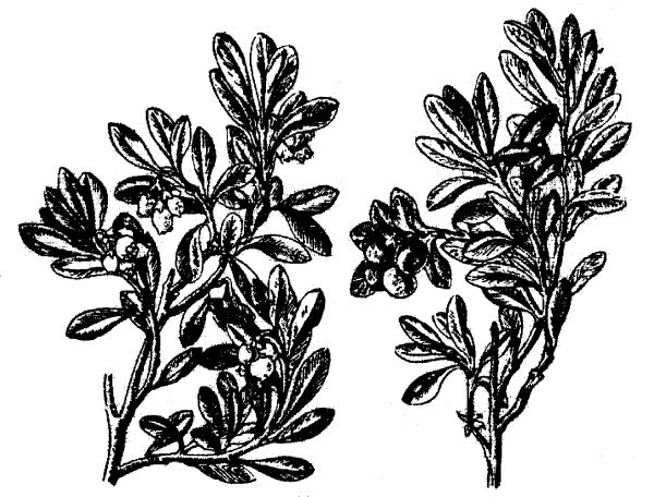 Толокнянка обыкновенная нарисовать