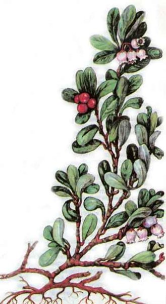 Толокнянка обыкновенная Медвежье ушко