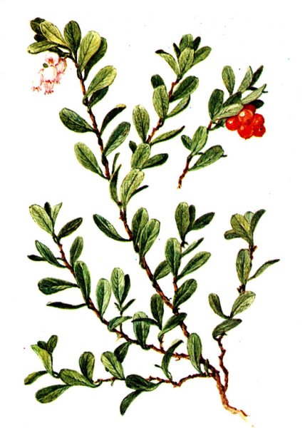 Брусника обыкновенная гербарий