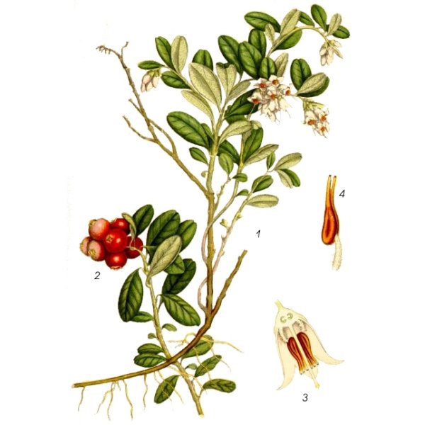 Толокнянка Фармакогнозия