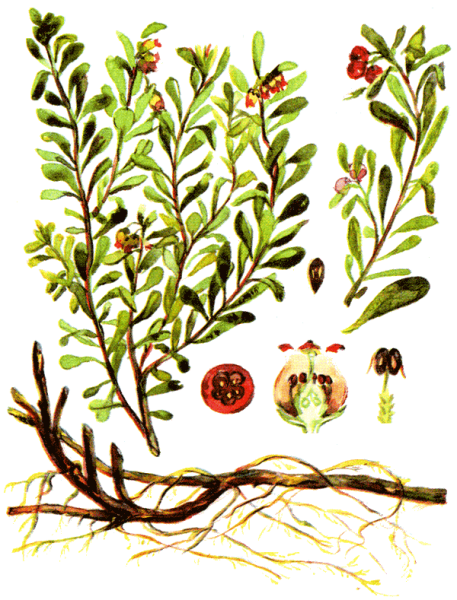 Рисунок толокнянка обыкновенная Медвежье ушко