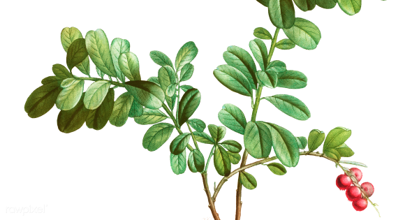 Толокнянка Ботаническая иллюстрация