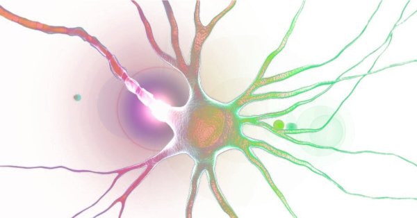 Нейроны на белом фоне