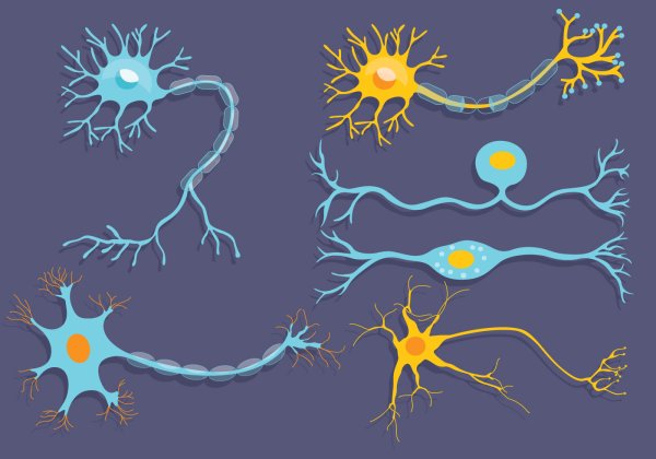 Нейрон рисунок