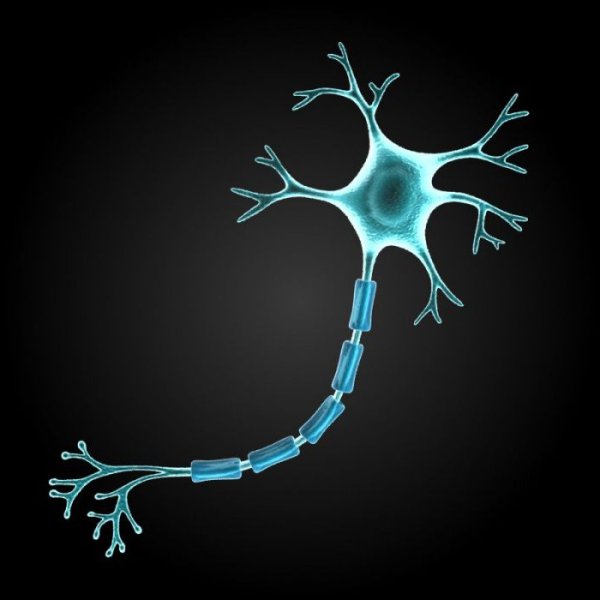 Клетка нейрона