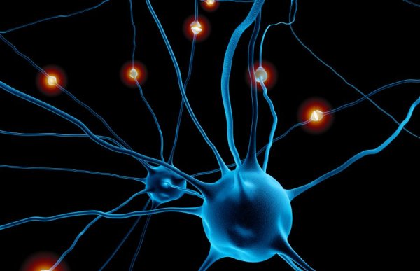 Нейронные пути