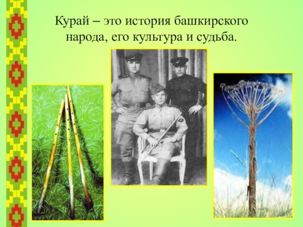 Цветок курая Башкортостан